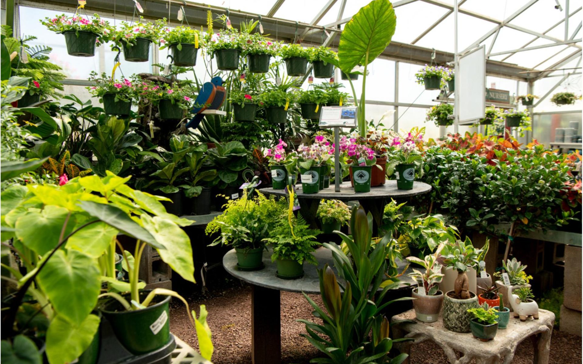 Plantshopia